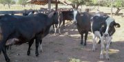 No primeiro semestre deste ano, cerca de mil vacas de leite foram inseminadas e este nÃºmero subirÃ¡ com novas aÃ§Ãµes em Santa Tereza do Tocantins