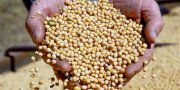 Dos grÃ£os produzidos no Tocantins, a soja responde com mais da metade da Ã¡rea plantada