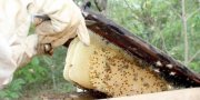 No PiauÃ­, os tÃ©cnicos tocantinenses vÃ£o conhecer formas de gerenciamento dos entrepostos e cooperativas de mel