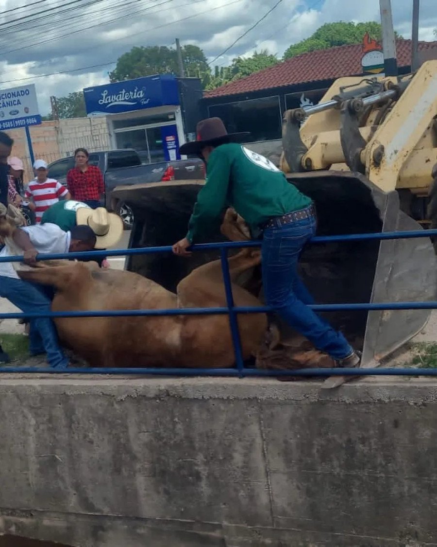 Cavalo morre durante cavalgada em Redenção-PA e revolta defensores da causa animal (Foto: Reprodução/Redes Sociais)