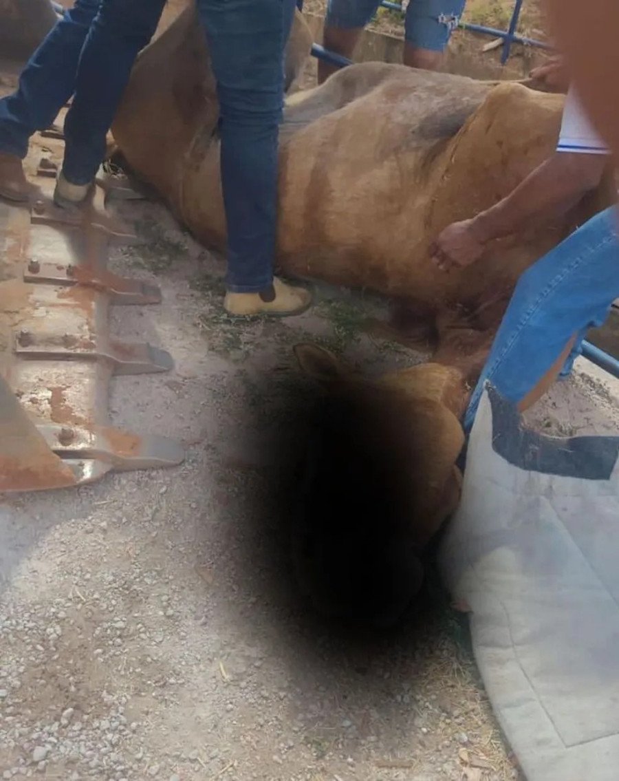 Cavalo morreu durante cavalgada em Redenção-PA (Foto: Reprodução/Redes Sociais)