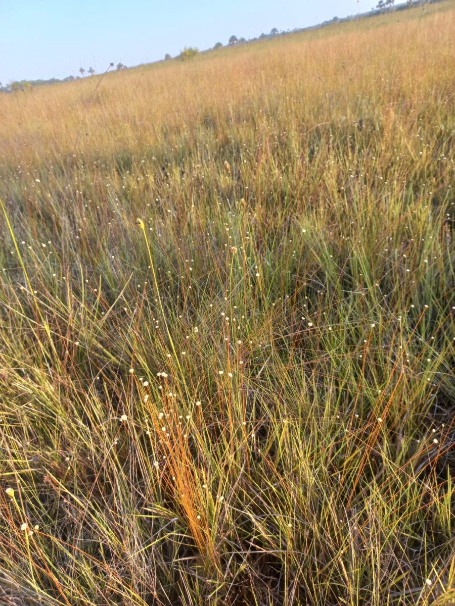 Campo de capim dourado em 2024 (Foto: Divulgação/Energisa)