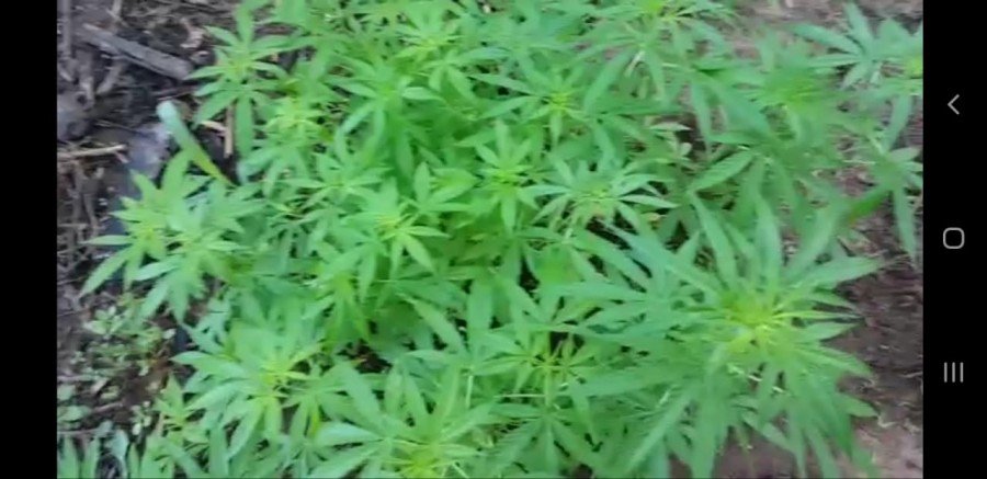 PlantaÃ§Ã£o de dez mil pÃ©s de maconha foi encontrada em matagal e duas pessoas foram presas em Miranorte