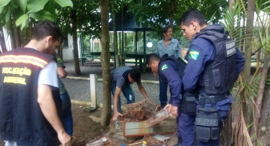 PÃ¡ssaros mantidos em cativeiro foram libertados pela Semma em MarabÃ¡-PA (Foto: Ascom/Semma)