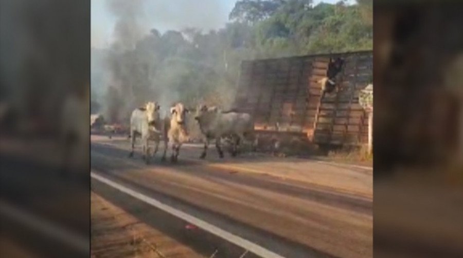 Bois fugindo de caminhão incendiado na BR-230, no Pará (Foto: Reprodução)