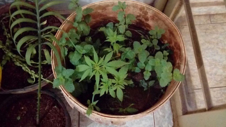 Planta de maconha em um dos baldes apreendidos (Foto: Ascom PMTO)