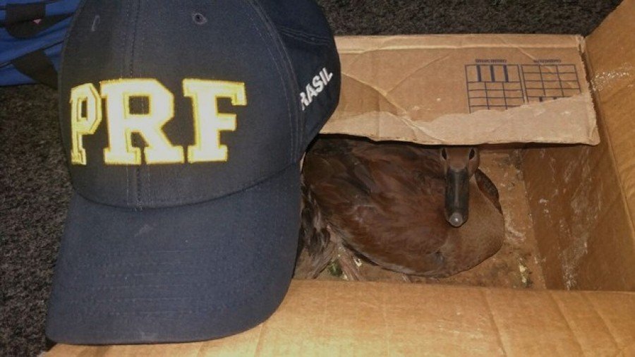 Aves silvestres conhecidas como marreca-cabocla foram apreendidas pela PolÃ­cia RodoviÃ¡ria Federal (Foto: PRF/DivulgaÃ§Ã£o)