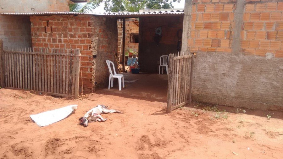 Cachorro foi morto com golpes de facÃ£o em DarcinÃ³polis