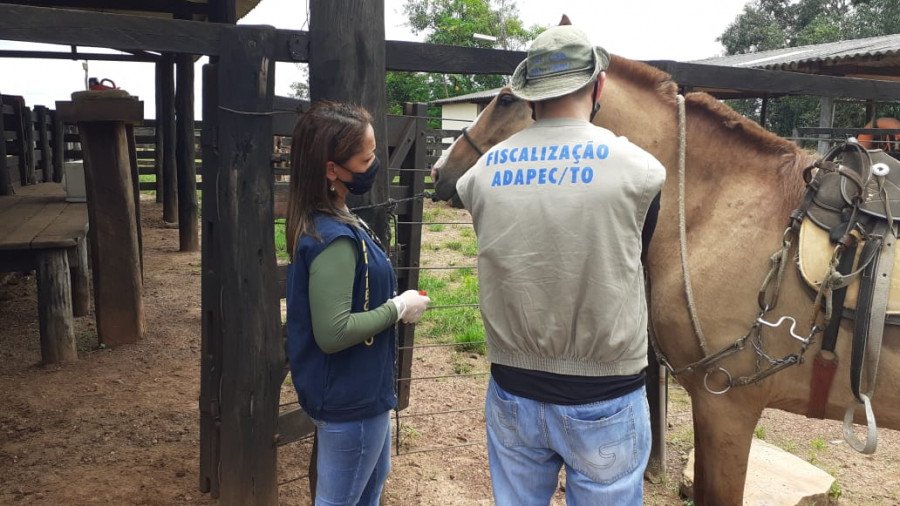 Adapec alerta municípios do Tocantins sobre suspensão de eventos equestres e aglomeração de equídeos (Foto: Divulgação/Adapec)