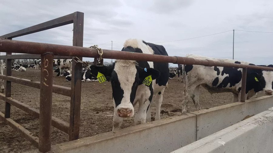 Brasil suspende exportações de carne bovina à China devido a caso de “vaca louca” (Foto: Luiz Henrique Mendes/Valor)
