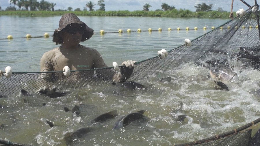 Agronorte produz 800 toneladas de peixes nativos tambatinga e pirarucu, em Maurilândia (Foto: Divulgação)