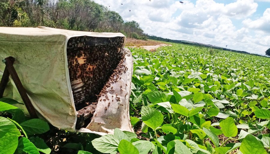 O uso da tecnologia na lavoura pode aumentar em média 12% na produção de soja (Foto: Seagro/Governo do Tocantins)