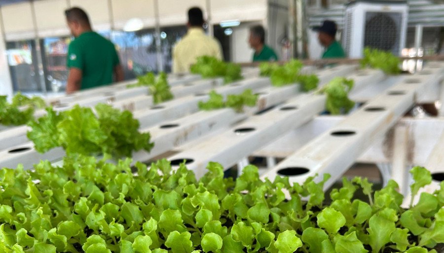 Técnicos do Ruraltins apresentam formas de cultivo de hidroponia na 6ª edição da Feira da Colheita (Foto: Amanda Oliveira)