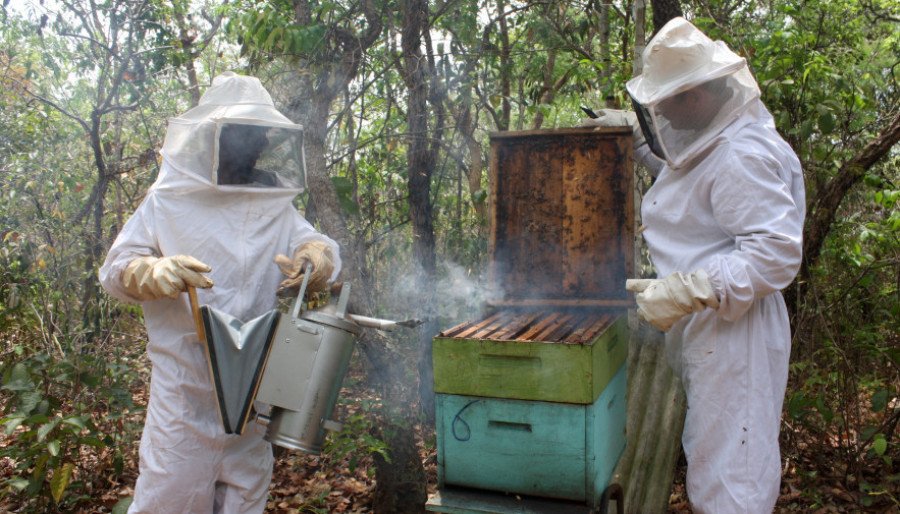 Durante a Agrotins 2024, o Governo do TO lançou o projeto Poliniza Tocantins, que visa garantir a produtividade e potencial da soja no estado