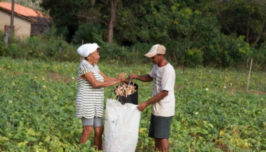 Agricultura familiar também faz parte desse desenvolvimento agrícola no Tocantins (Foto: Seagro/Governo do Tocantins)