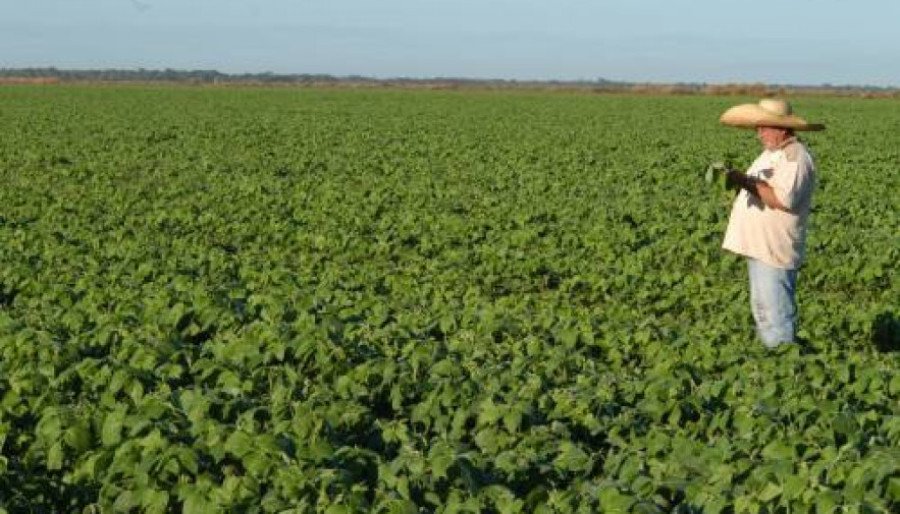 No Tocantins os agricultores e agricultoras são responsáveis por grande parte do nosso Produto Interno Bruto (Foto: Seagro/Governo do Tocantins)