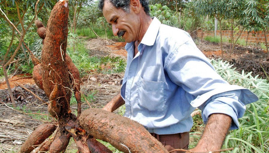 A cultura da mandioca está presente em todos os municípios tocantinenses (Foto: Seagro/Governo do Tocantins)