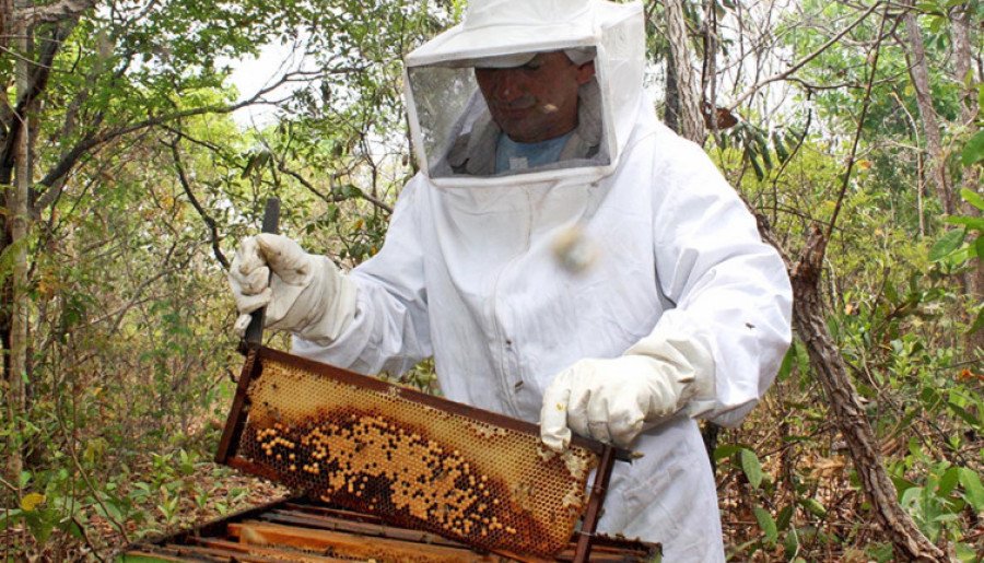 A produção de mel no Tocantins é mais uma alternativa de geração de renda (Foto: Seagro/Governo do Tocantins)