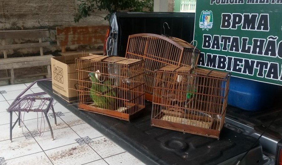 Aves foram encontradas em cativeiro (Foto: PM Ambiental/DivulgaÃ§Ã£o)
