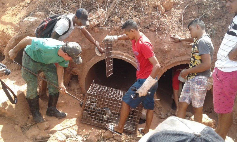 PolÃ­cia realizou captura de cobras em AxixÃ¡ (Foto: Ronivon Gomes/DivulgaÃ§Ã£o)