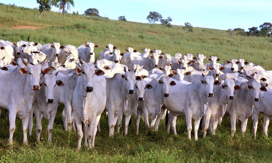 Nesta etapa, que iniciou no dia 1Âº de novembro e segue atÃ© o dia 30, a estimativa Ã© vacinar 4 milhÃµes de bovinos e bubalinos