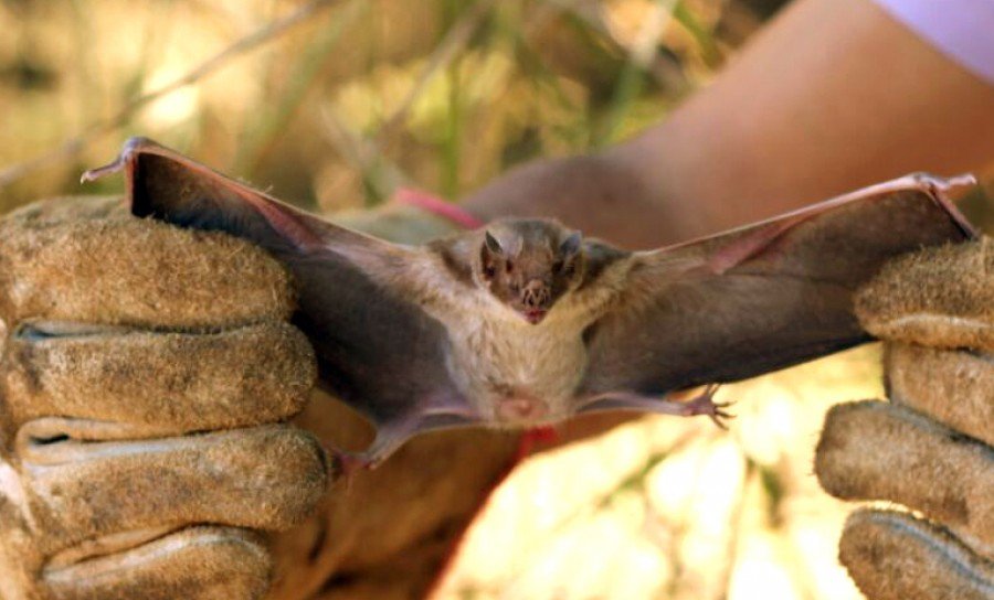 Morcego hematÃ³fago, considerado o maior transmissor da raiva na zona rural