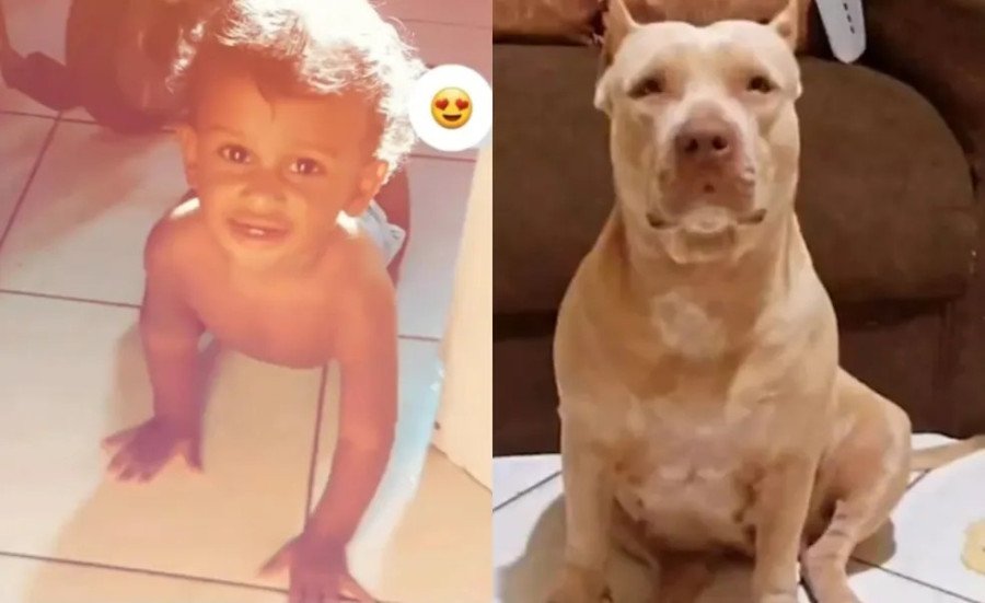 Bebê de dez meses morreu após ser atacado por pitbull da avó em Codó-MA (Foto: Reprodução)