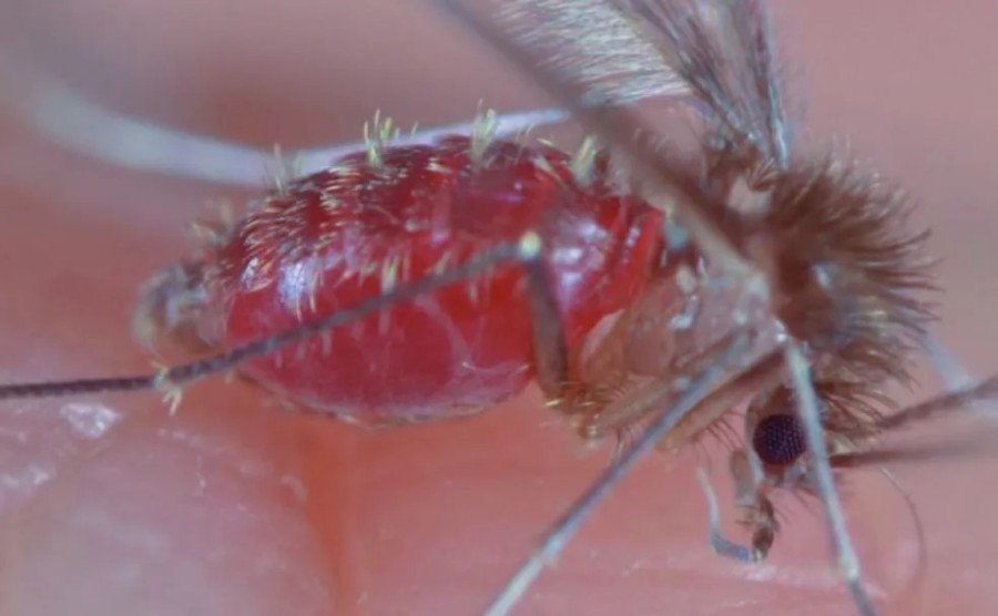 Mosquito Palha, o vetor da doença (Foto: Divulgação)