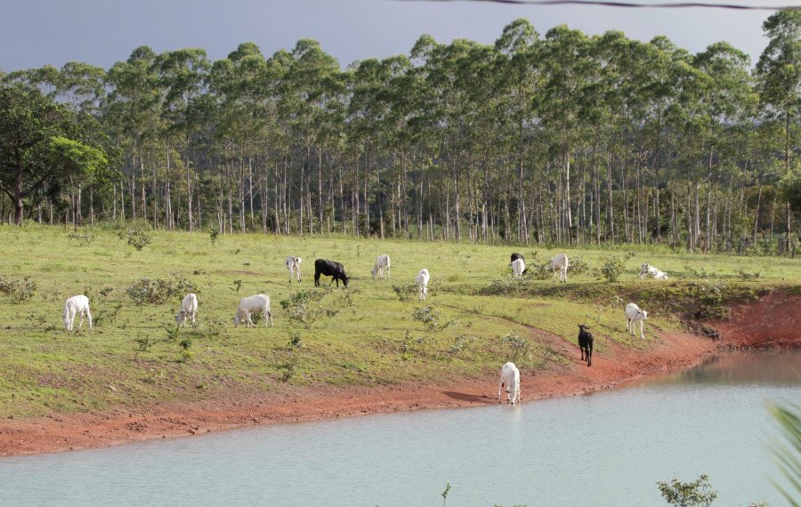 Governo do Tocantins alerta produtores rurais e municípios sobre golpe de oferta e cobrança indevida de serviços ambientais gratuitos