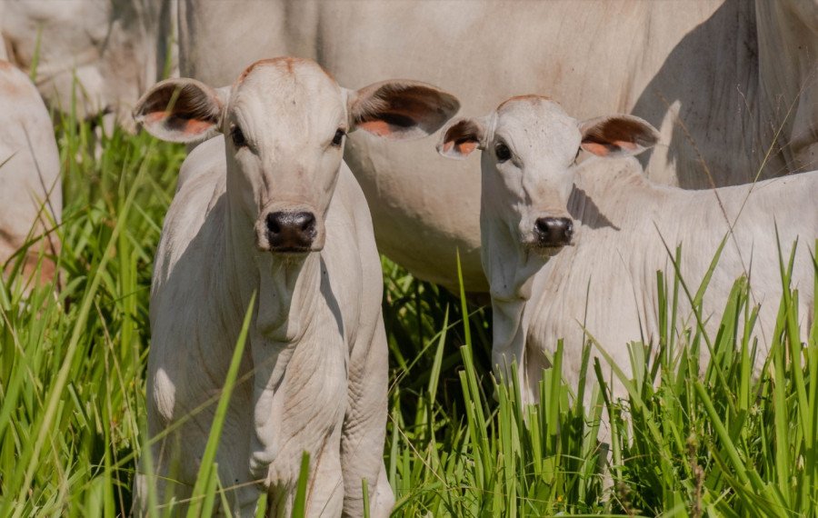 Mesmo com a morte do patrão, ocorrida em maio de 2023, o gerente continuou a aplicar golpes, auferindo lucro ao alugar o pasto da fazenda