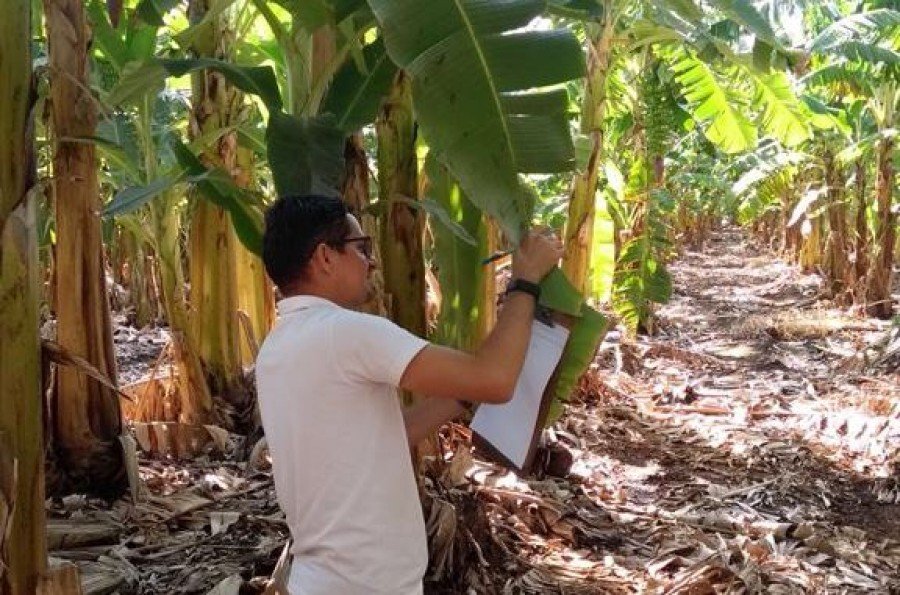Monitoramento de praga em unidade de produção de banana no Projeto Manuel Alves (Foto: Divulgação/Adapec)