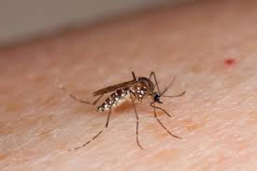 Aedes aegypti Ã© o mosquito transmissor da zika vÃ­rus, dengue, febre amarela e chikungunya