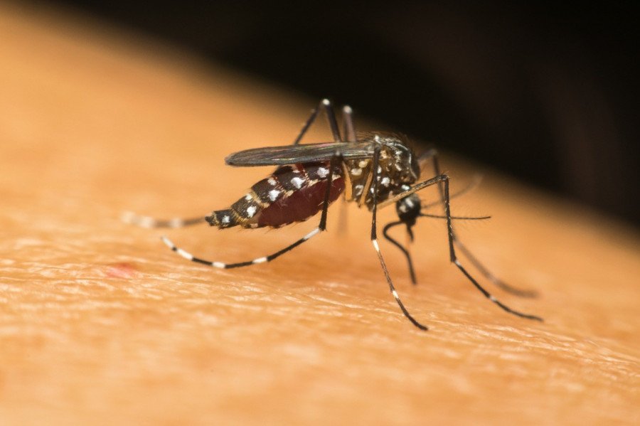 Promotor questiona sobre ações de prevenção à dengue e seu vetor (Foto: Divulgação)