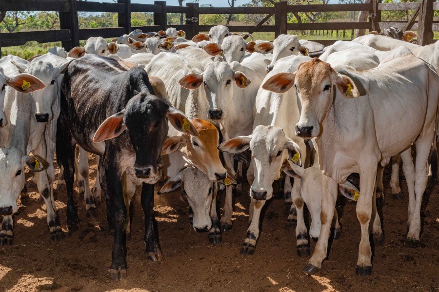Os produtos rurais comprovaram o compromisso com a sanidade animal e vacinaram 98,7% do rebanho contra febre aftosa (Foto: Keven Lopes)