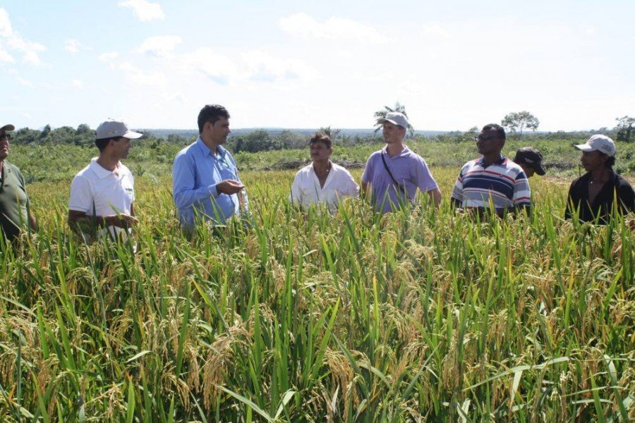 Cultivo de arroz (Foto: AlaÃ­des Cardoso)