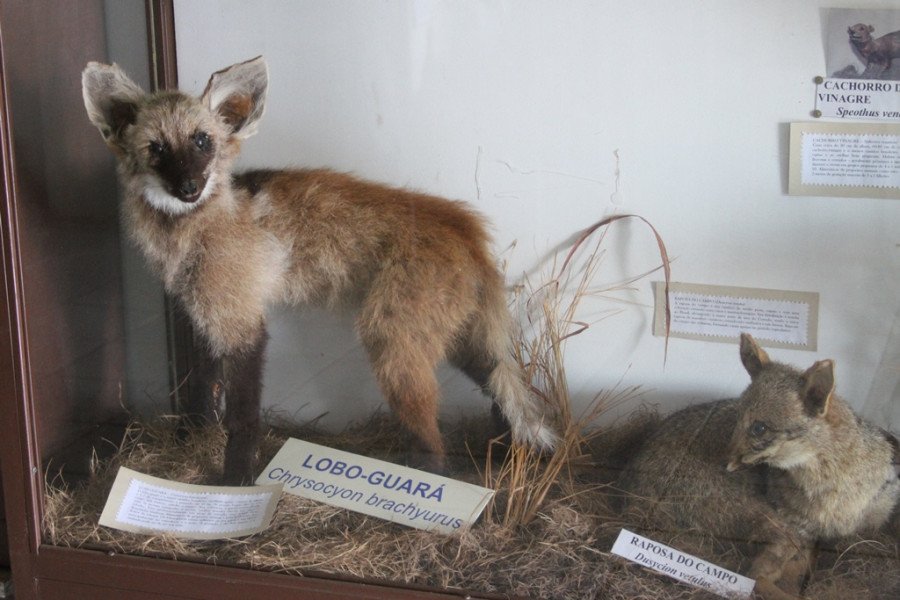 Peças do acervo do Museu de Zoologia e Taxidermia José Hidasi (Foto: Nonato Silva)