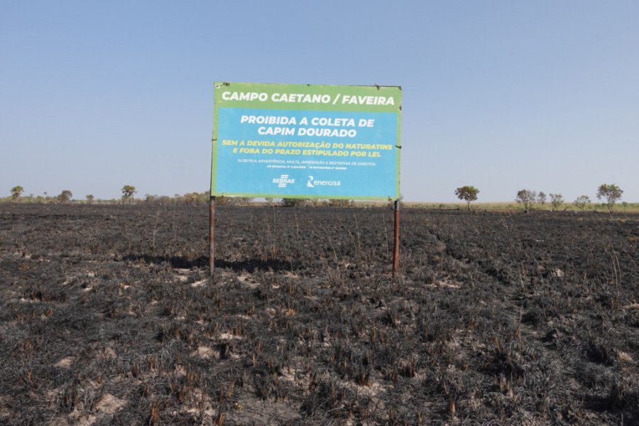 Incêndio destrui campos de capim dourado em 2023 (Foto: Divulgação/Energisa)