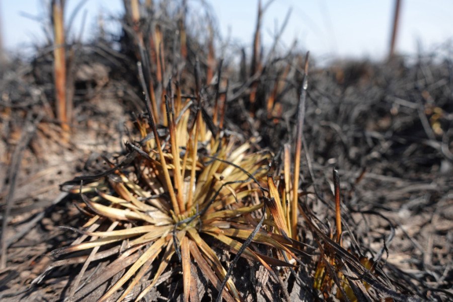 Incêndio destrui campos de capim dourado em 2023 (Foto: Divulgação/Energisa)