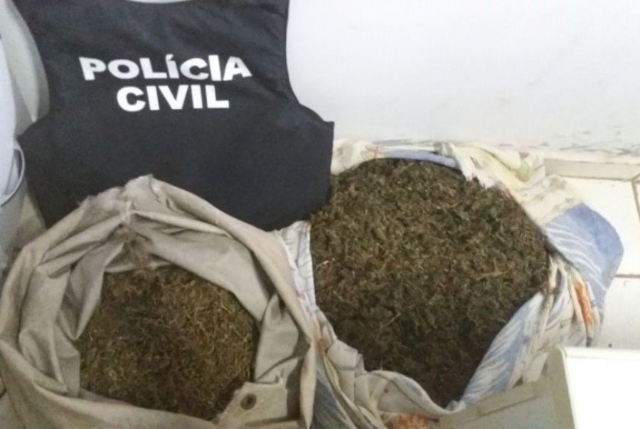 OperaÃ§Ã£o da PolÃ­cia Civil resultou na apreensÃ£o de mais de 7kg de maconha