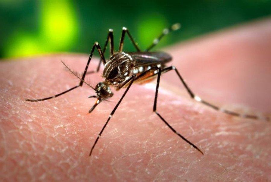 Casos de dengue sobem 95,2% no Brasil (Foto: Arquivo/EBC)