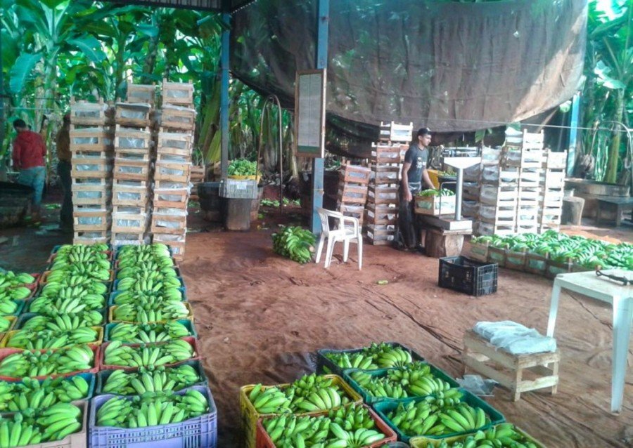 Com certificado fitossanitário, Adapec garante qualidade na produção e comércio de banana no Tocantins (Foto: Jeyelson Lopes)