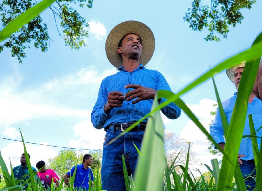 Sistema FAET/Senar realiza Dia de Campo na Fazenda Retiro em Arraias (Foto: Divulgação)