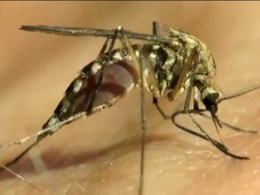 Mosquito-prego, transmissor na malÃ¡ria