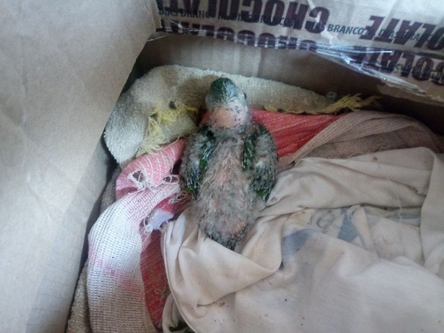 Filhote de papagaio foi resgatado (Foto: PM Ambiental/DivulgaÃ§Ã£o)