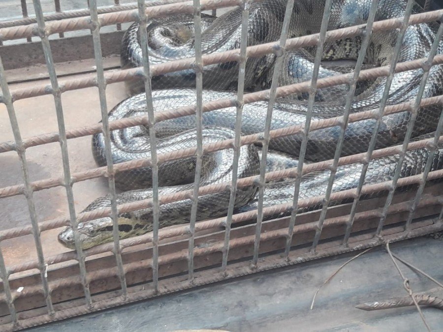 Cobras estavam em bueiro no centro da cidade (Foto: Ronivon Gomes/DivulgaÃ§Ã£o)