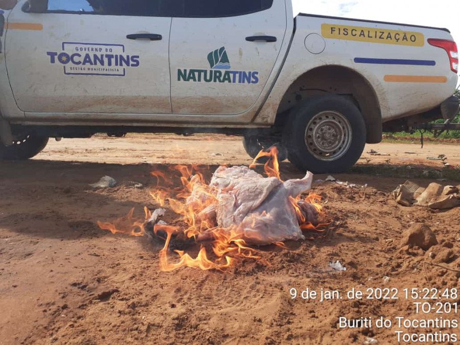 Caititu apreendido foi incinerado ainda no local (Foto: Naturatins)