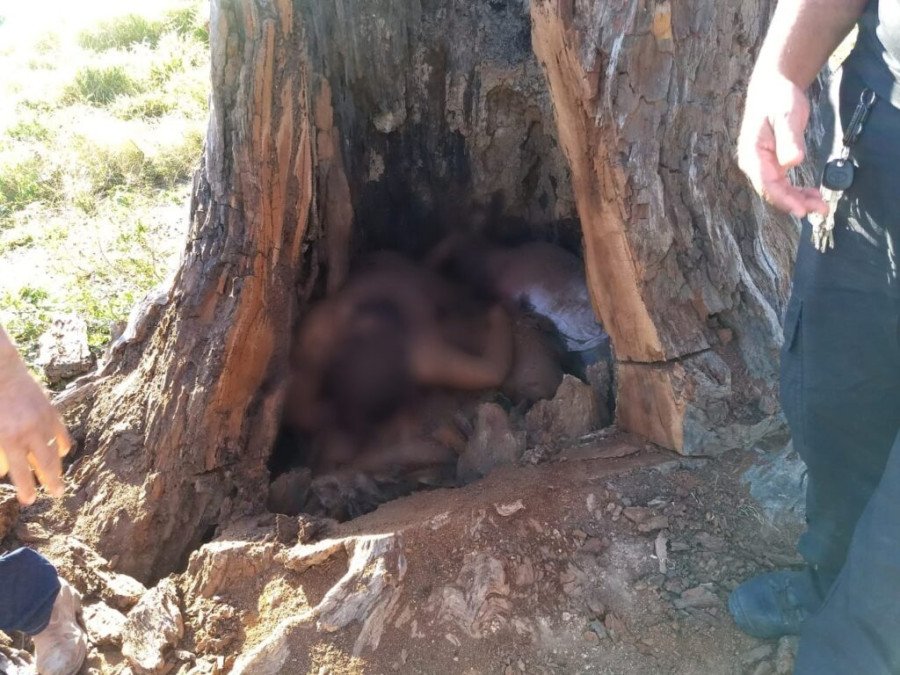 Os corpos de Antônio, Sandra e Catielle foram colocados no tronco oco de uma castanheira (Foto: Correio de Carajás)