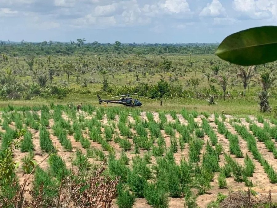 PF destrói 132.648 pés de maconha, bem como 672 kg da droga pronta para o tráfico no Maranhão (Foto: Divulgação/Polícia Federal)