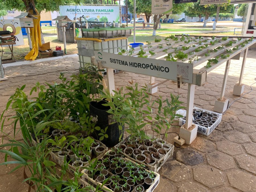 Feira da colheita tem vitrine de hidroponia (Foto: Ruraltins)