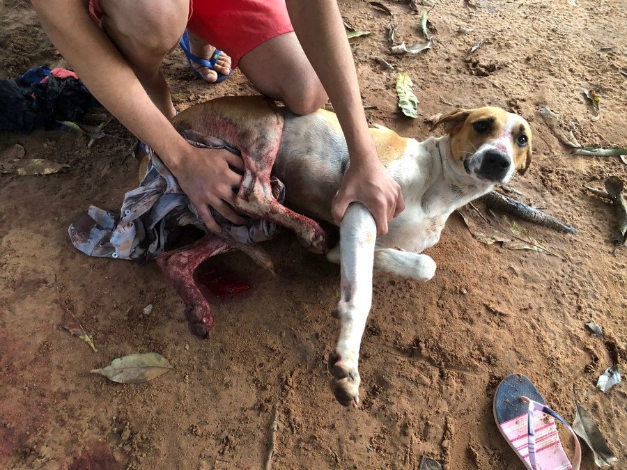 Cachorro ficou bastante machucado devido aos golpes que recebeu (Foto: Dicom/SSP-TO)